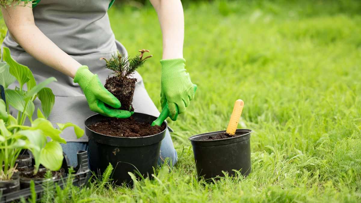 perché piantare un pino