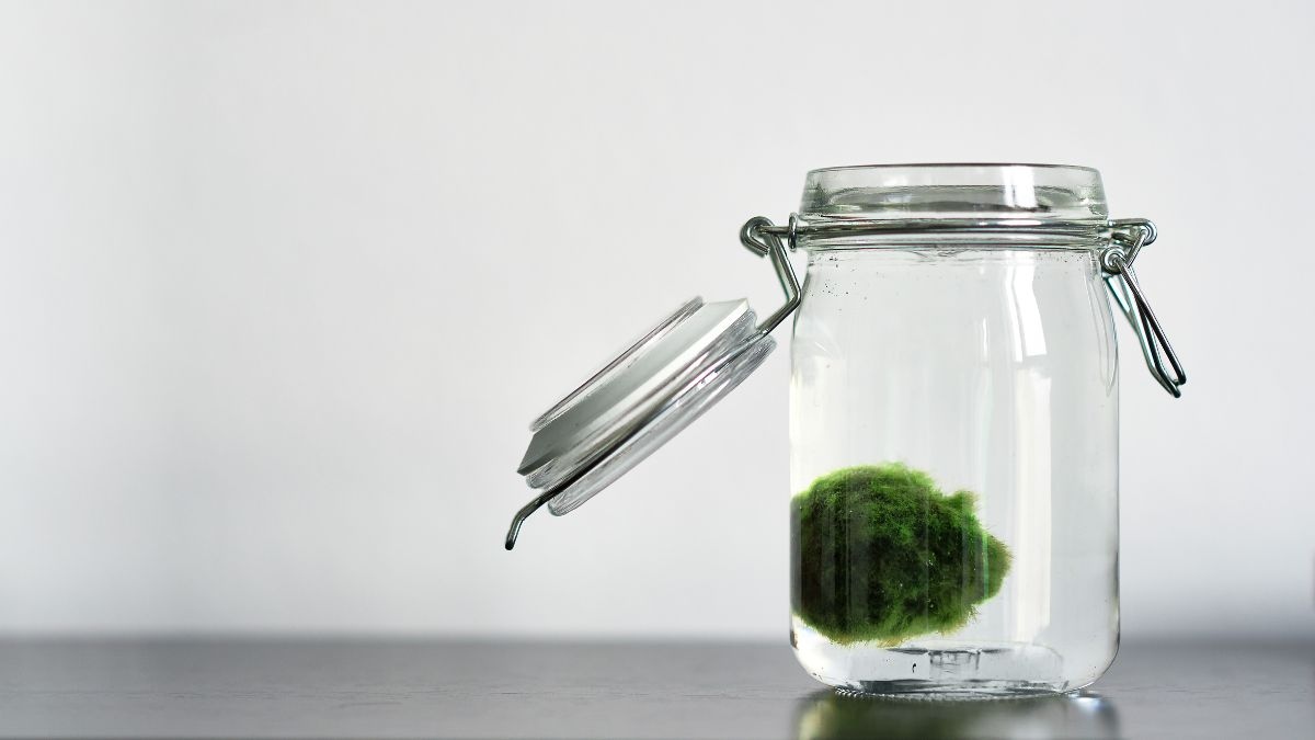 Come coltivare Marimo a casa tua