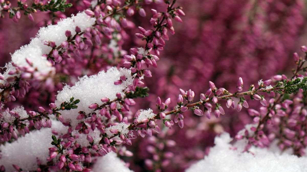 Erica è una delle piante invernali