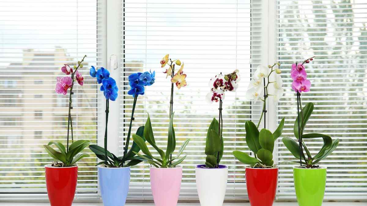 quali sono i significati dei colori delle orchidee