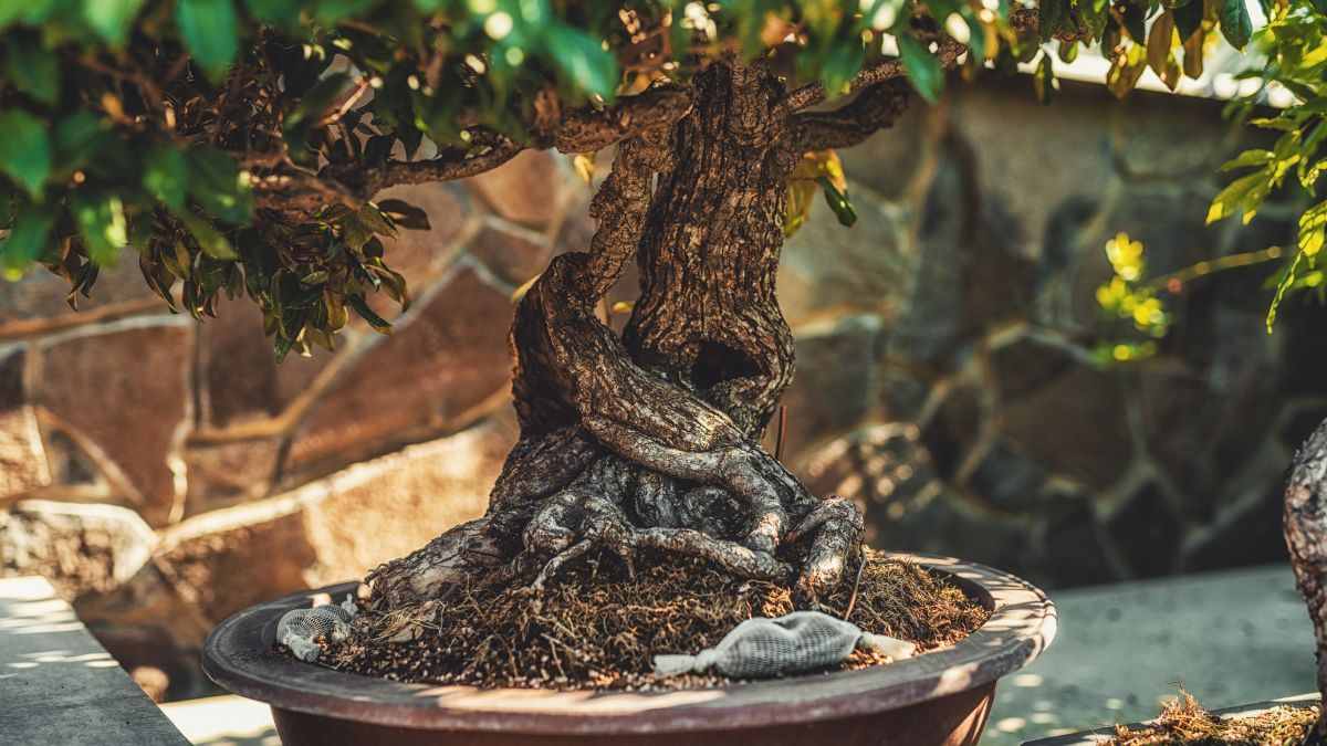 Perché devi prestare attenzione alla bottiglia per bonsai